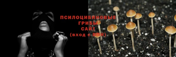 гашик Алексин